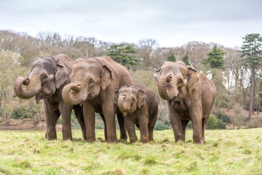 First Elephant Born At Woburn Safari Park Beats The Odds To Survive ...